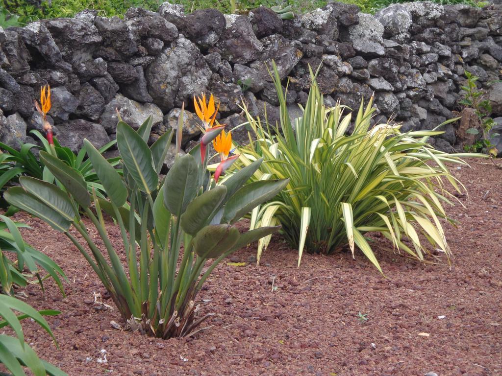 Casa Da Vigia Lägenhet Calheta de Nesquim Exteriör bild